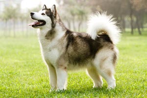 Malamute