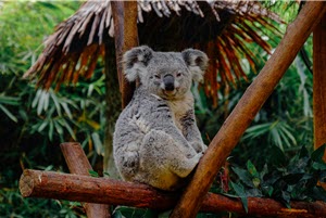 ellicia-koala-unsplash