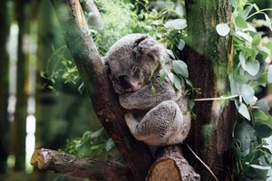 jordan-whitt-koala-unsplash