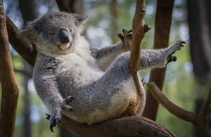 photoholgic-koala-unsplash