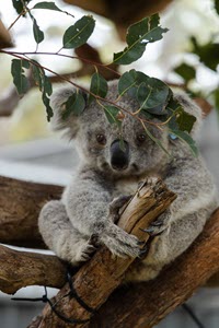 roland-kay-smith-koala-unsplash