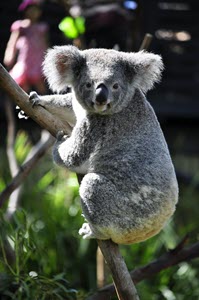 vish-k-koala-unsplash