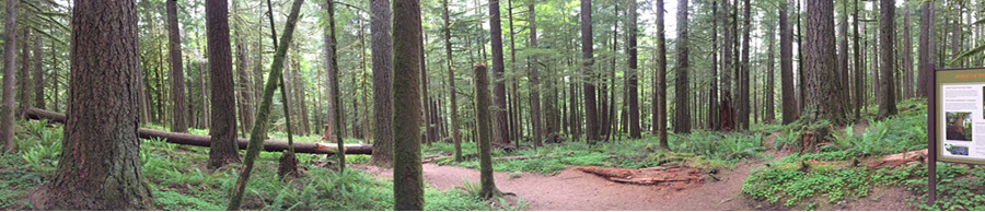 Mount Hood National Forest