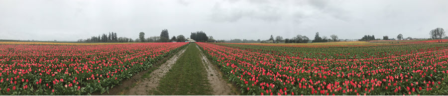 Tulip Farm in Boring